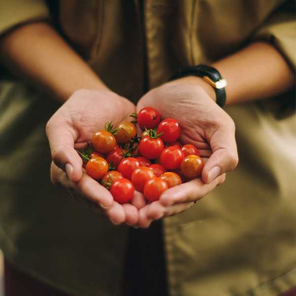 Moestuin